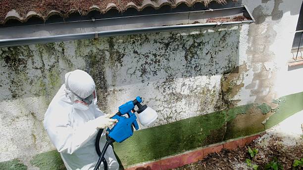 Top rated local Basement Mold Remediation specialists in Sparta, TN